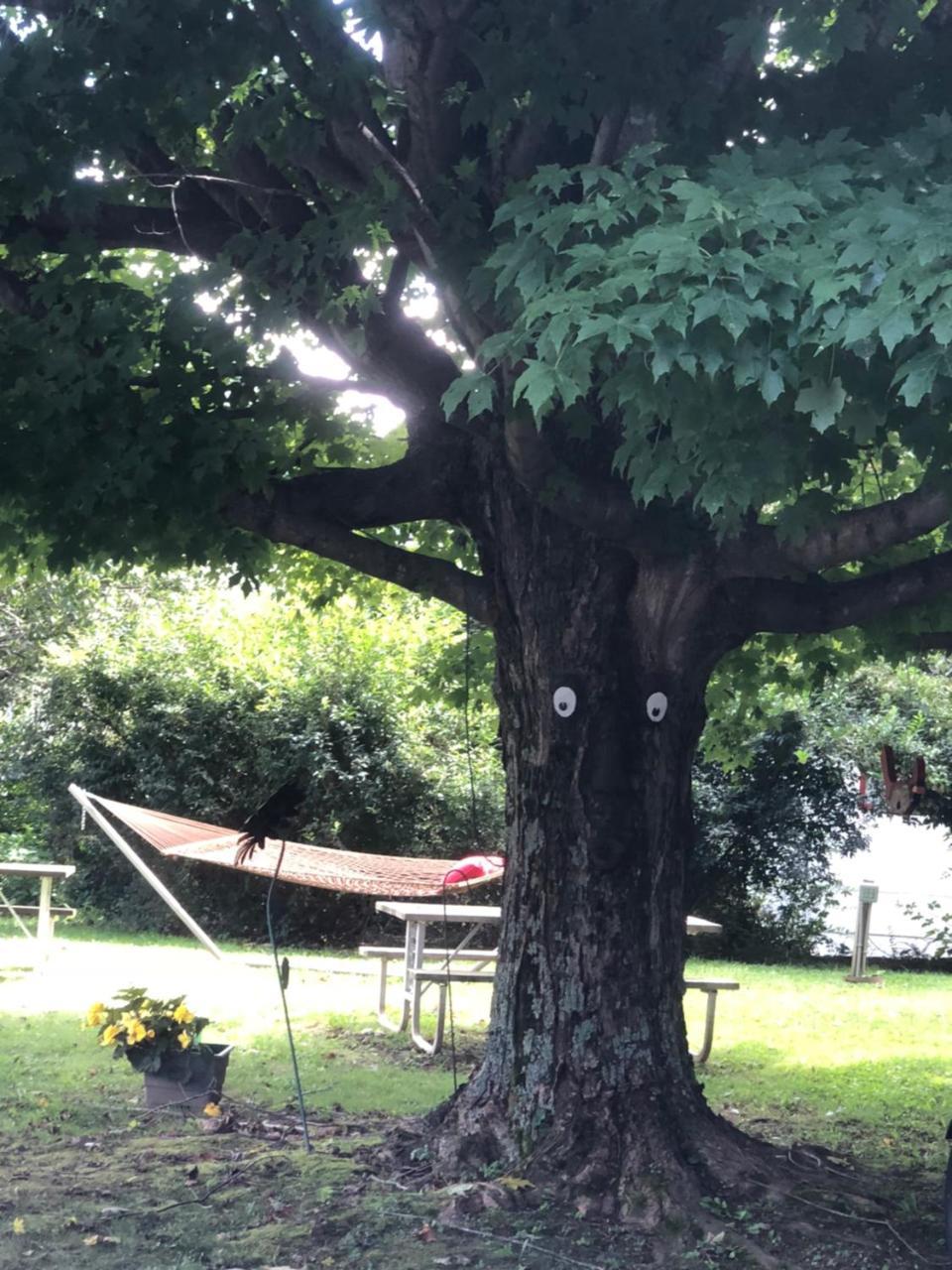 Cardinal Inn Maggie Valley Εξωτερικό φωτογραφία